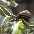 garden snail