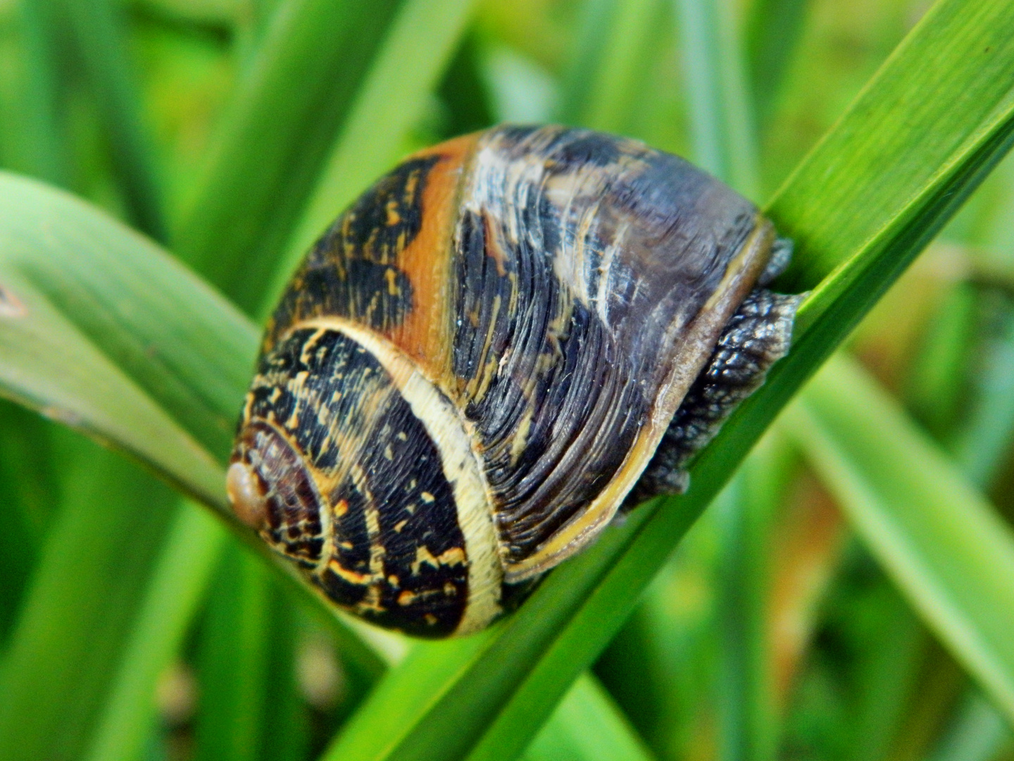 garden snail