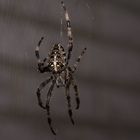 Garden Spider