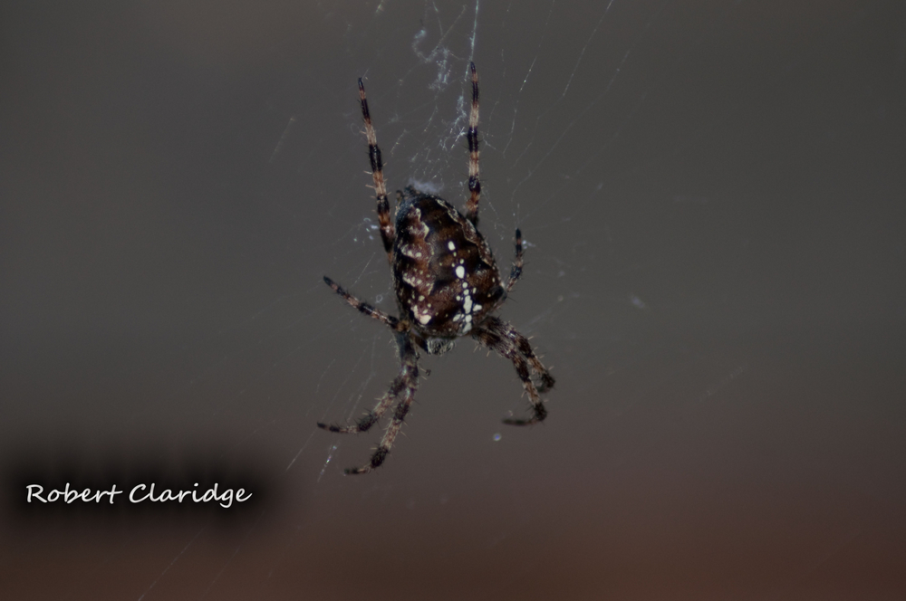 Garden Spider