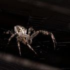 Garden Spider