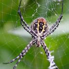 Garden spider