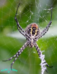 Garden spider