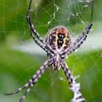 Garden spider