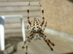 garden spider