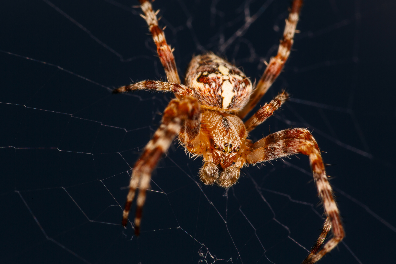 Garden Spider