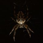 Garden spider