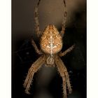 Garden Spider / Kreuzspinne