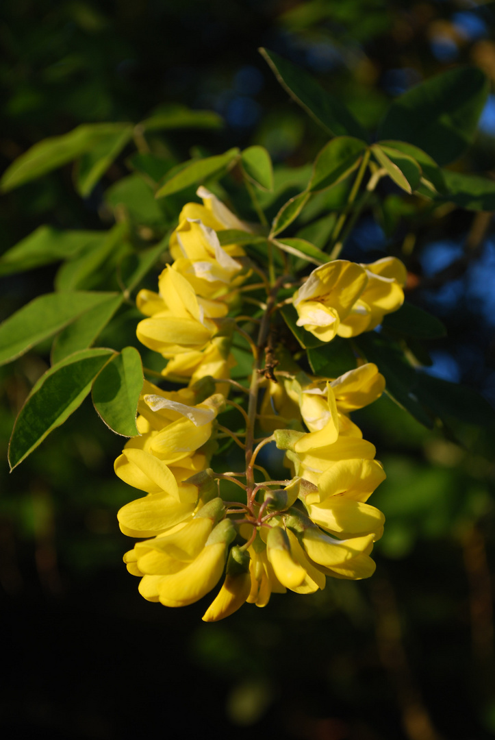 garden tree