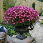 Garden Urn