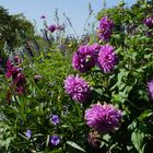 Garden von Claude Monet