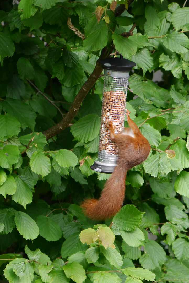 Garden Wildlife - Nutty Squirrel