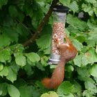Garden Wildlife - Nutty Squirrel