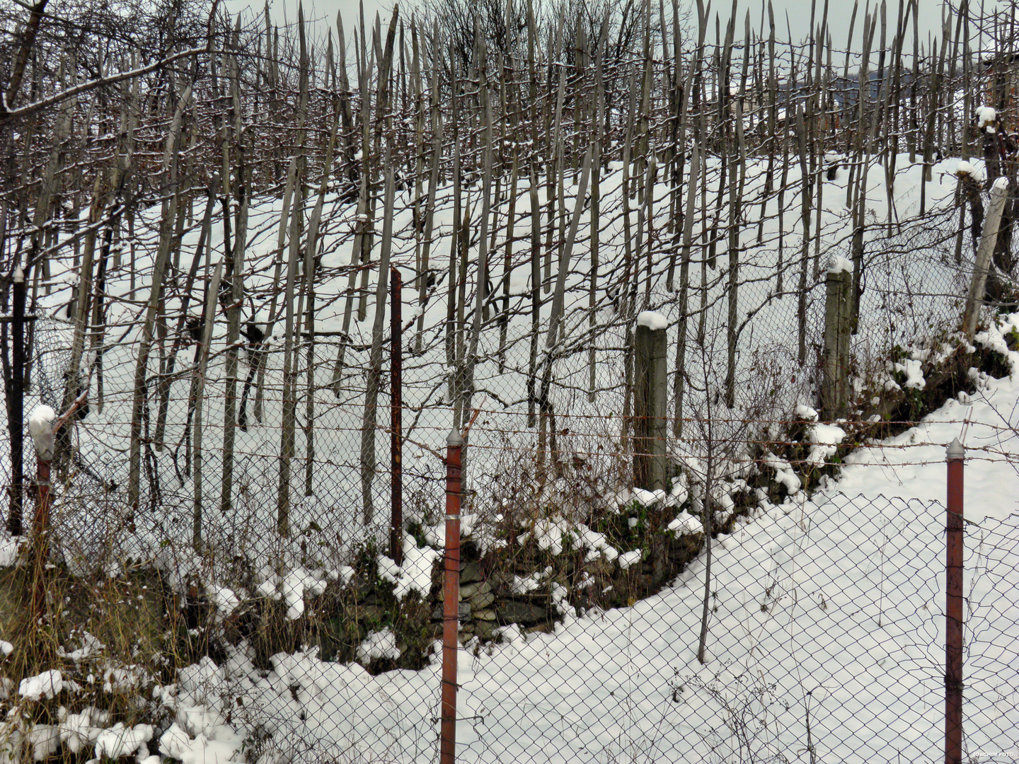 Garden with vines, winter