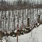 Garden with vines, winter