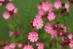 Gardenflowers