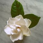 Gardenia