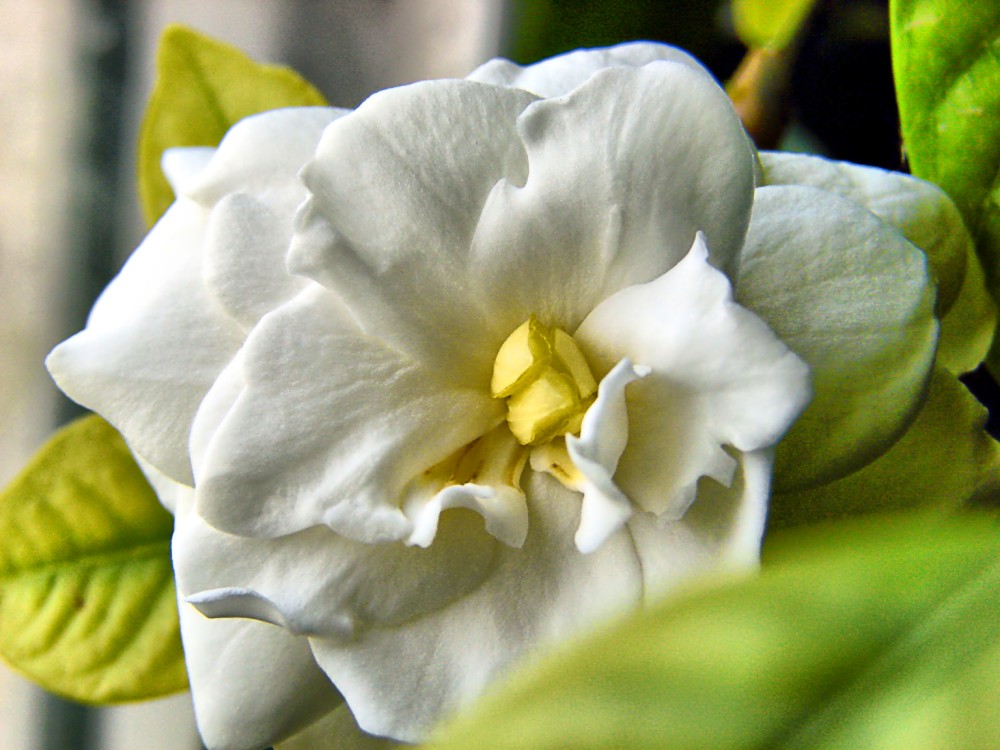 Gardenia