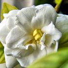 Gardenia