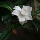 gardenia