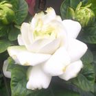 gardenia