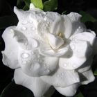 Gardenia en la mañana