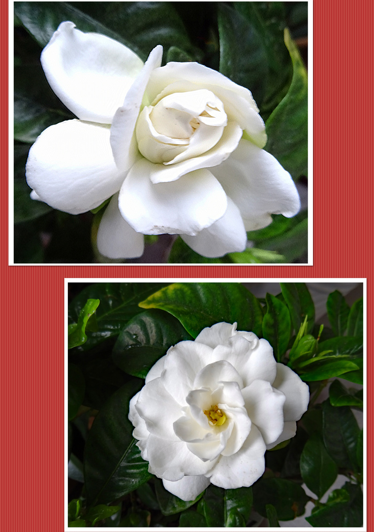 Gardenia-Knospe und Blüte