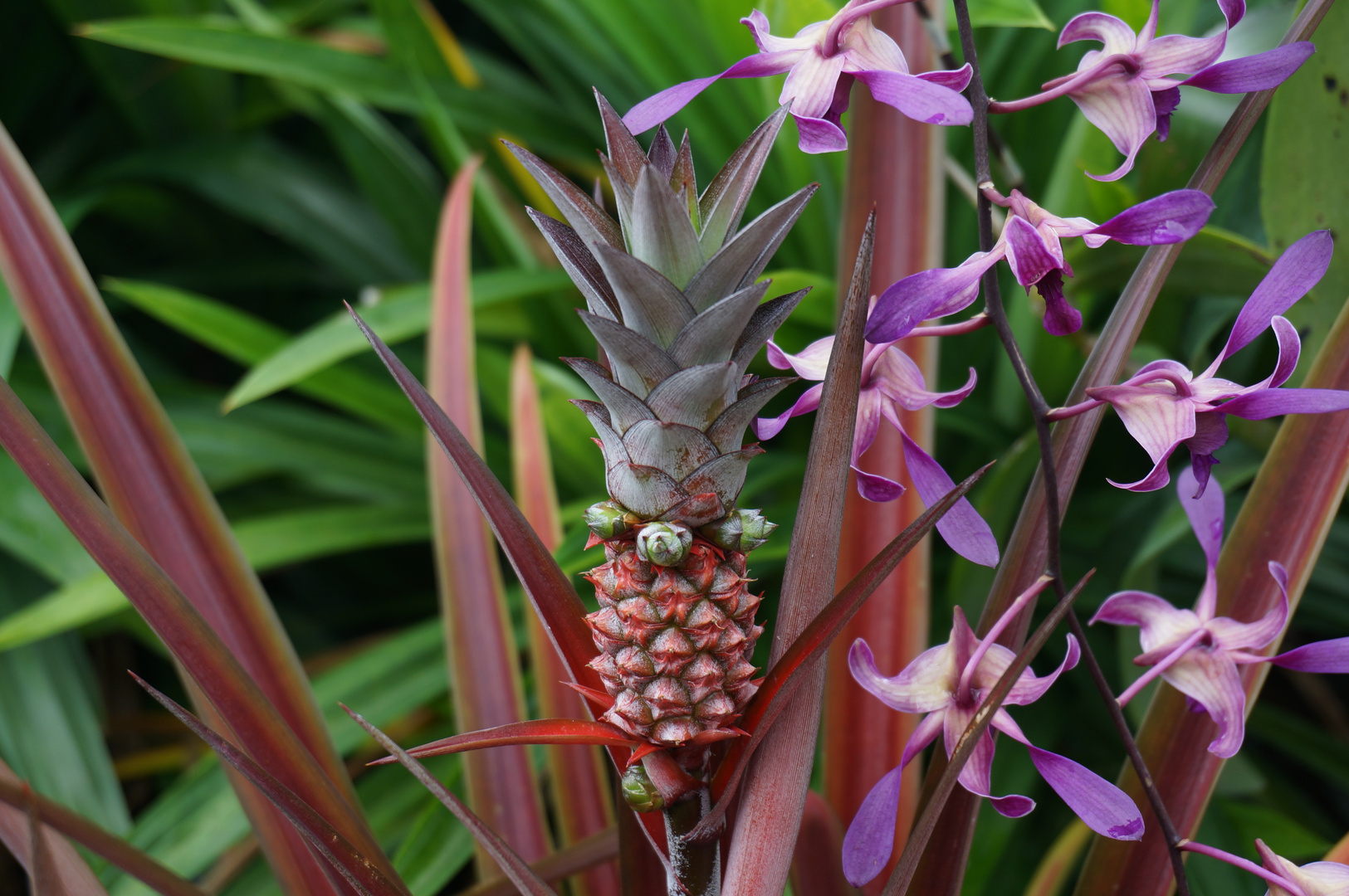 Gardens by the Bay Singapur