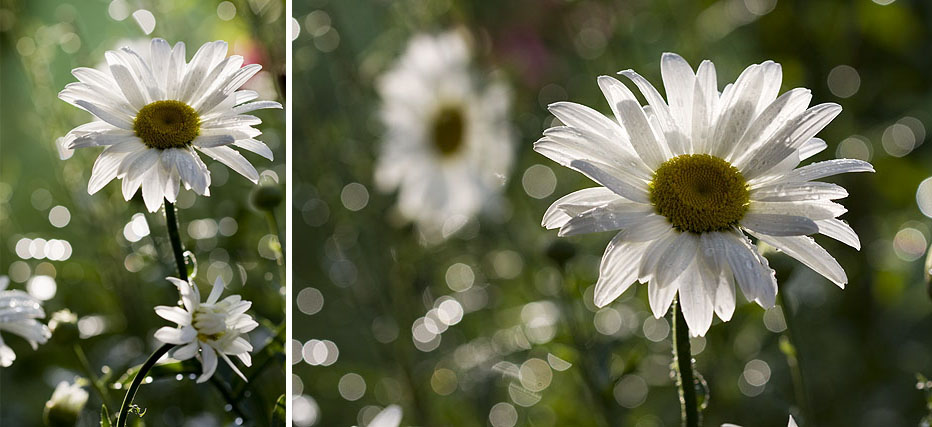 Garden's stars