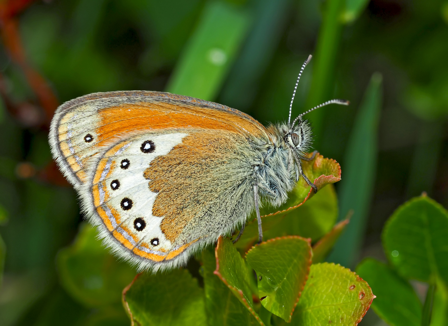 Gardetta, Alpen-Wiesenvögelchen (Coenonympha gardetta) - Le Satyrion.