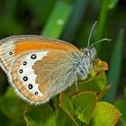 Gardetta, Alpen-Wiesenvögelchen (Coenonympha gardetta) - Le Satyrion.