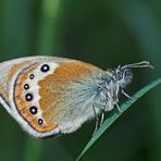 Gardetta, Alpen-Wiesenvögelchen (Coenonympha gardetta) - Le Satyrion.