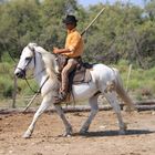 Gardian in der Camargue