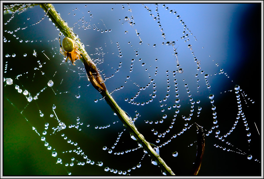 Gardien de perles