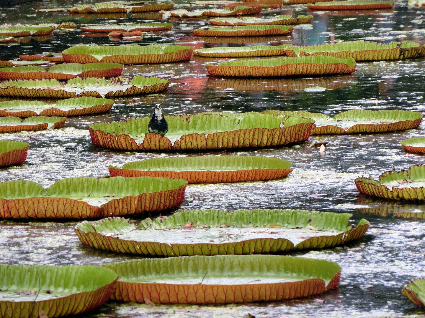 gardien du nénuphar géant