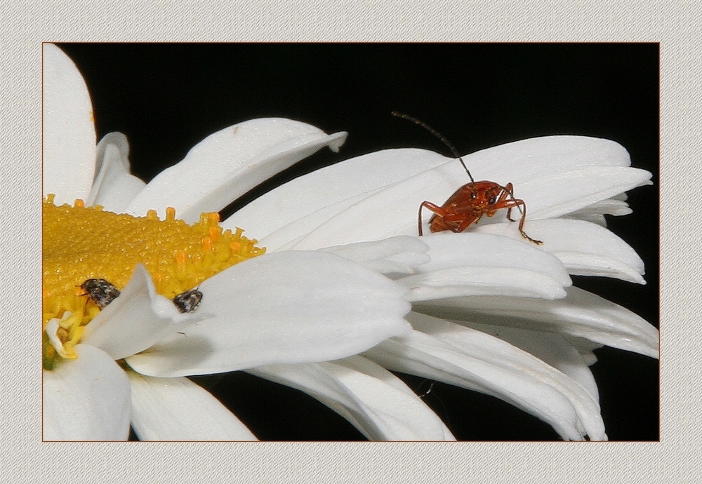 " Gardienne de pucerons ?? "