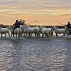 Gardiens de Camargue