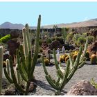 Gardin de Cactus 