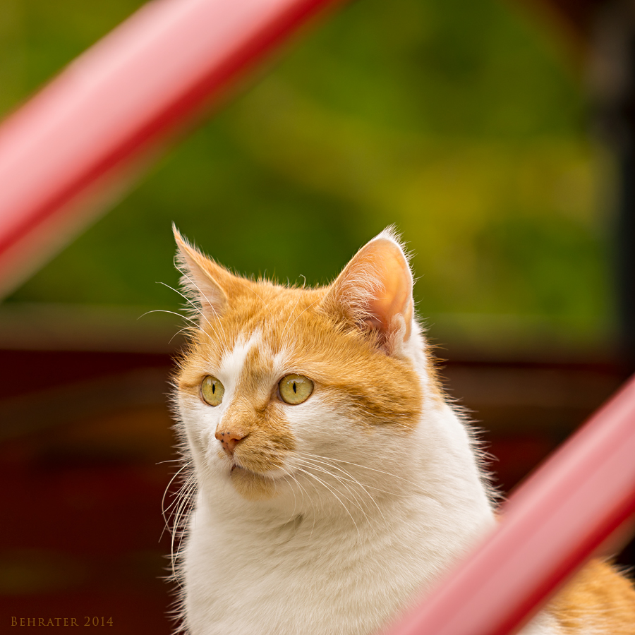 Garfield auf dem Spielplatz