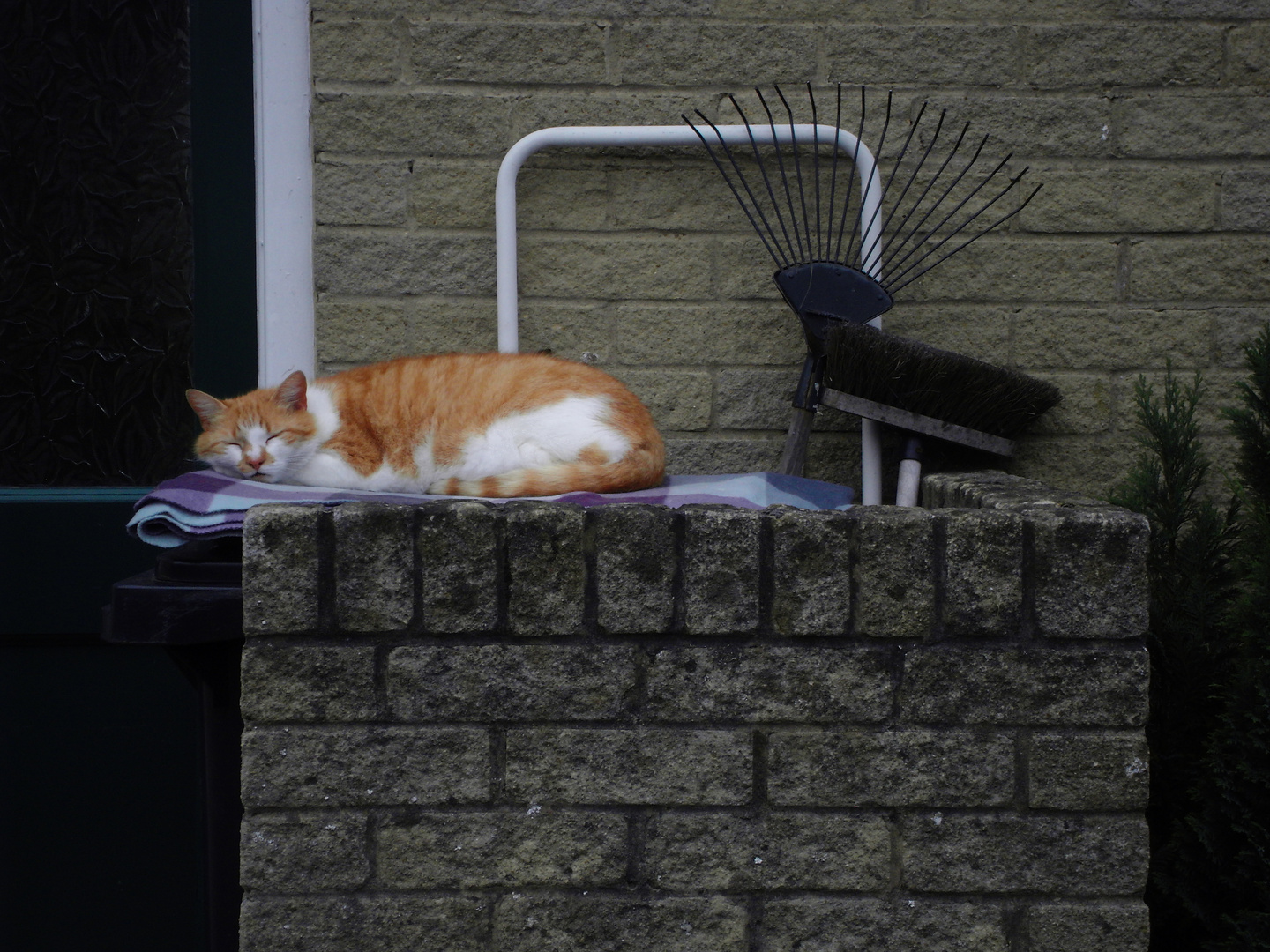 GARFIELD AUF DER MAUER