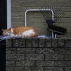 GARFIELD AUF DER MAUER