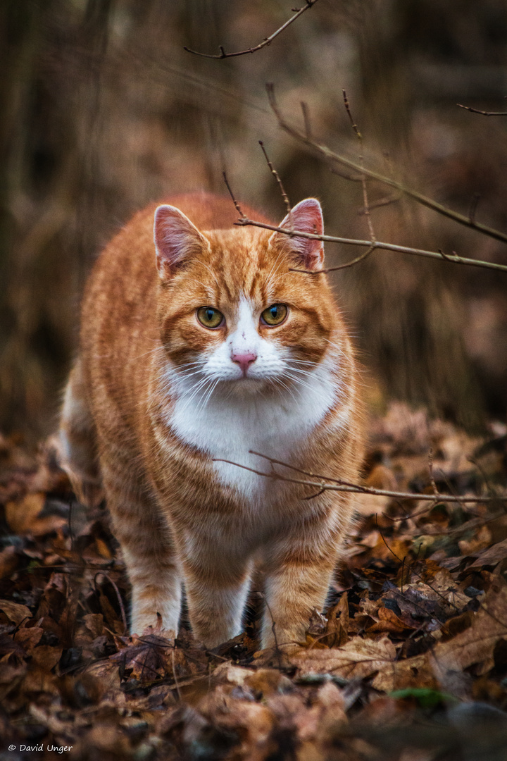 Garfield auf der Pirsch.