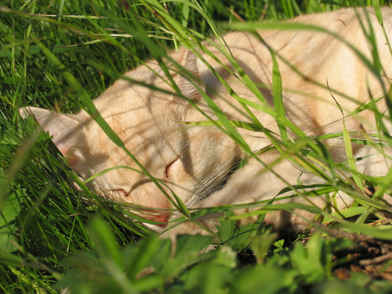 Garfield beim Sonnen baden