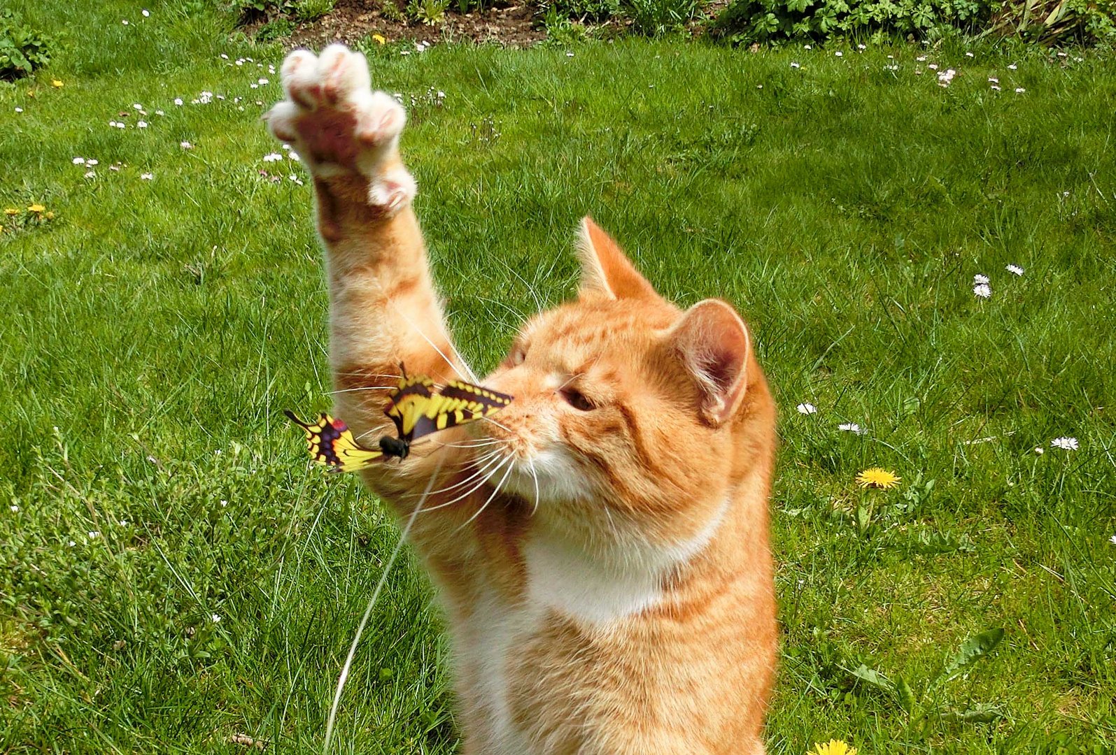 Garfield beim spielen