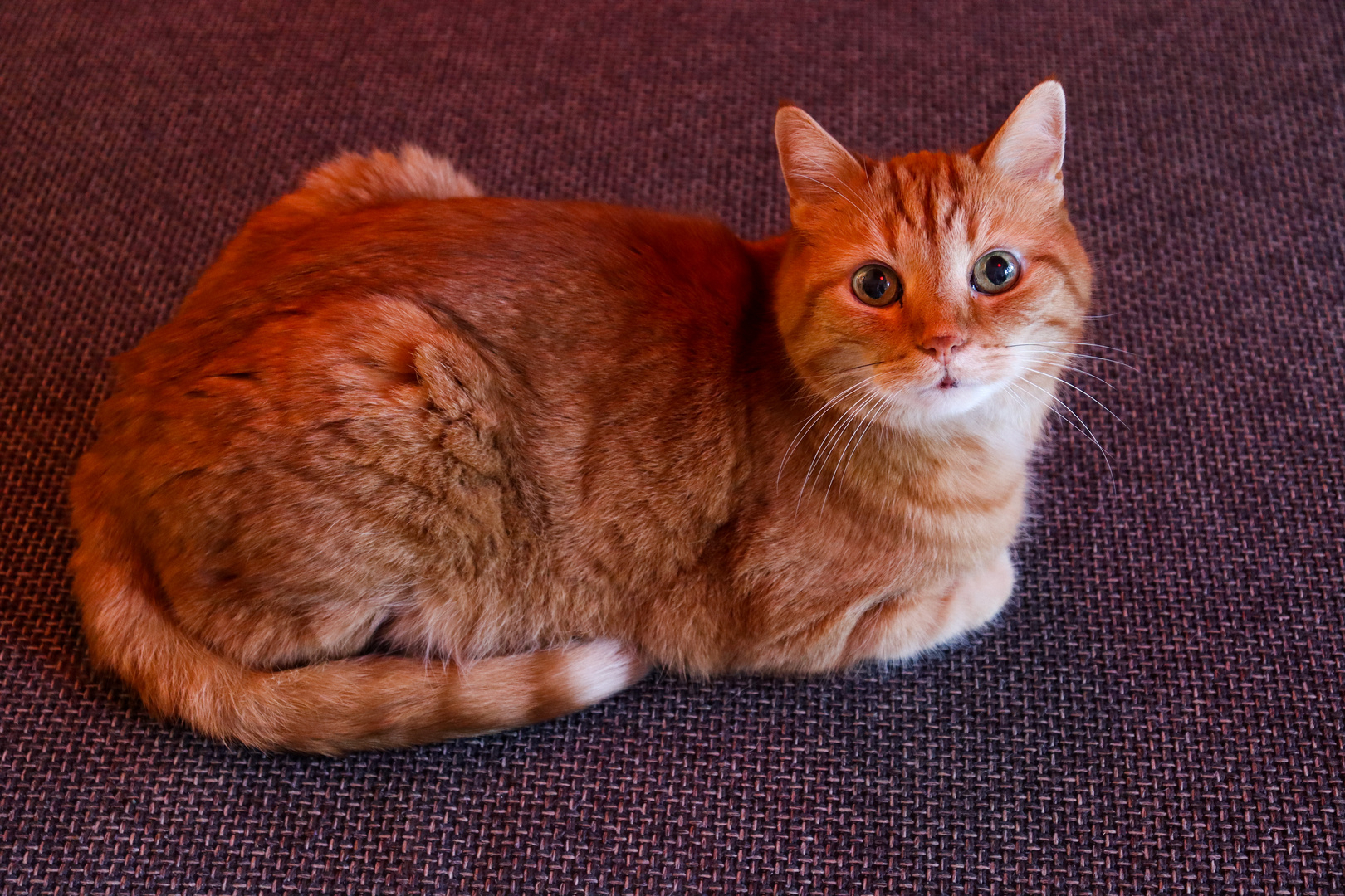 Garfield Foto & Bild foto kreativ Bilder auf