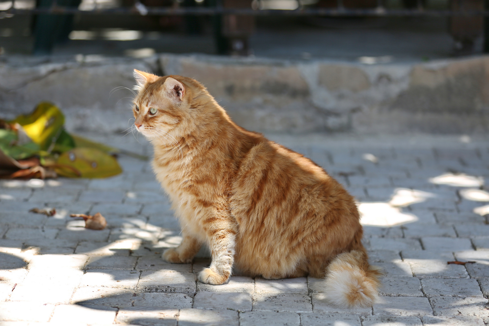 Garfield from Side, Turkey