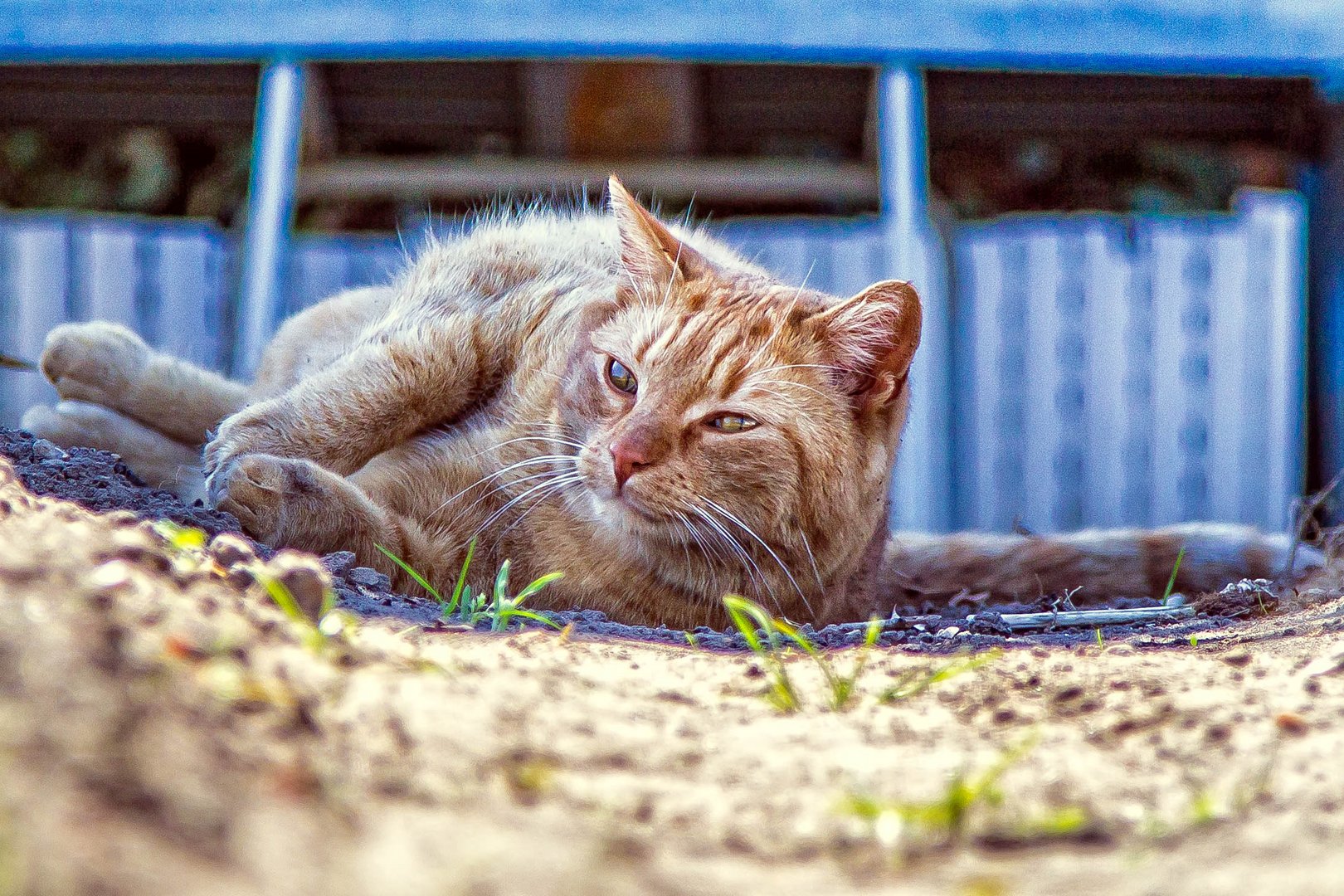 Garfield genießt den tag