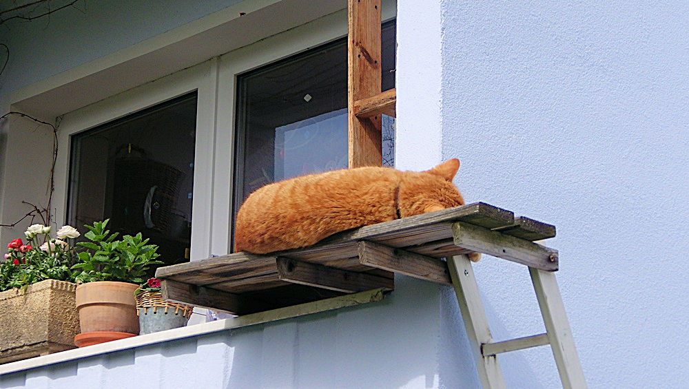 Garfield hält Mittagsruhe auf "seinem Balkon"