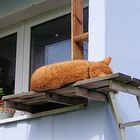 Garfield hält Mittagsruhe auf "seinem Balkon"