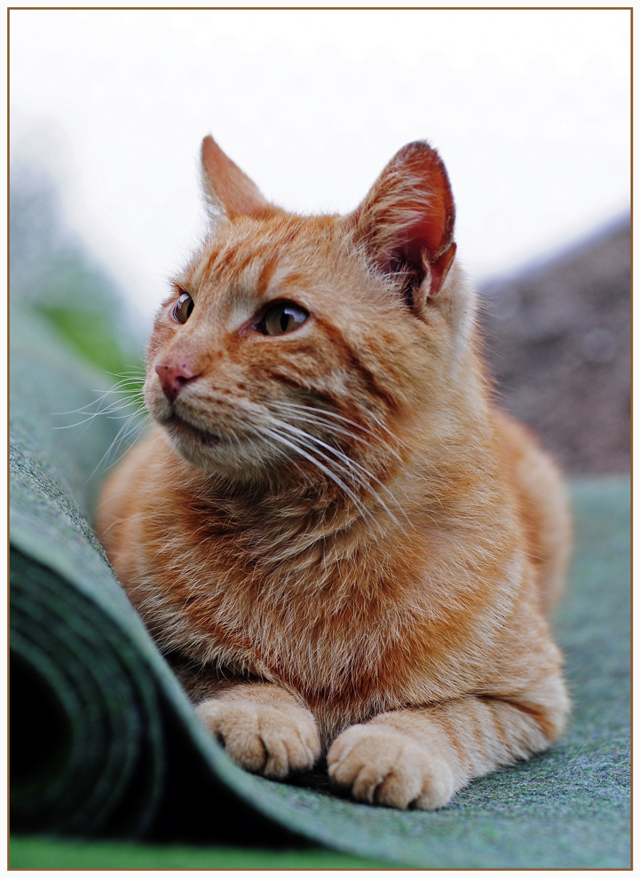 Garfield im Abendlicht